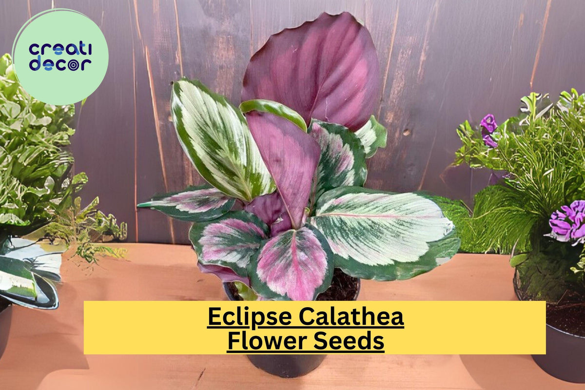 25+ Eclipse Calathea Seeds - Exotic Tropical Houseplant with Pink, Green & Purple Foliage - Calathea spp.