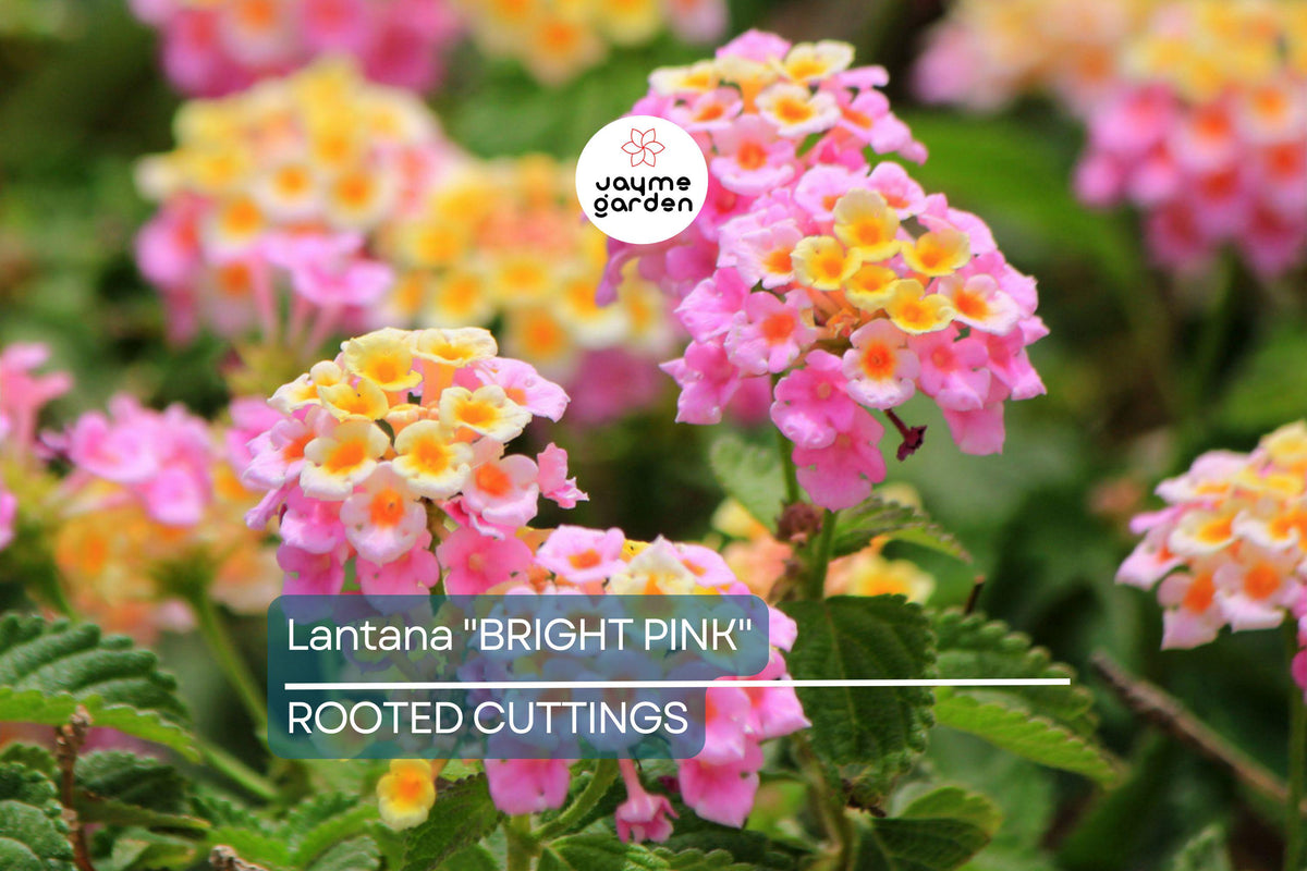 Lantana Live Rooted Starter Plug Plant 1"-4" Bright Pink Blooms Lantana camara Low Maintenance Full Sun Drought Tolerant