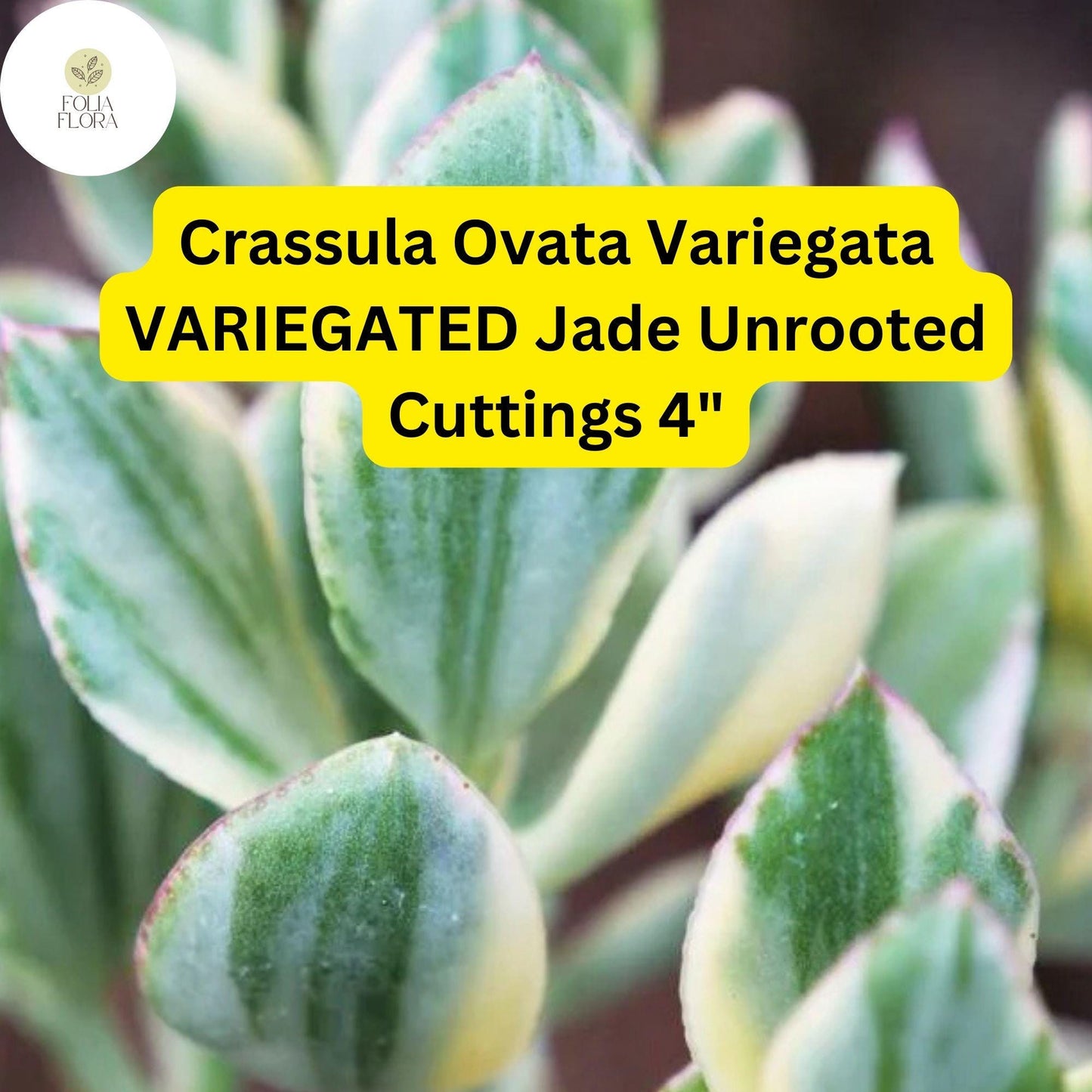 Crassula Ovata Variegata ‘Variegated Jade’ - 3 Live 4” Unrooted Succulent Cuttings, Easy-Care Drought-Tolerant Houseplant