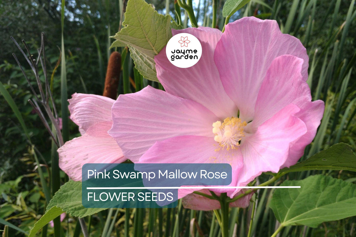 20 Pink Swamp Rose Mallow Seeds - Hardy Hibiscus (Hibiscus moscheutos) - Large 6-9" Pink Flowers - Perennial Flower Seeds