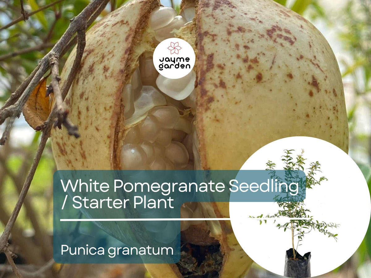 White Pomegranate Starter Plant 1'-2' Tall - Sweet Pomegranate Tree (Punica granatum) for Garden & Orchard, Unique Fruit Tree