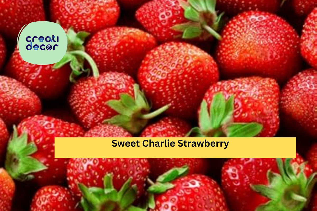 Sweet Charlie Strawberry Plants - 10 Live Bare Roots, Early Season, Sweet Flavor, Fragaria × ananassa