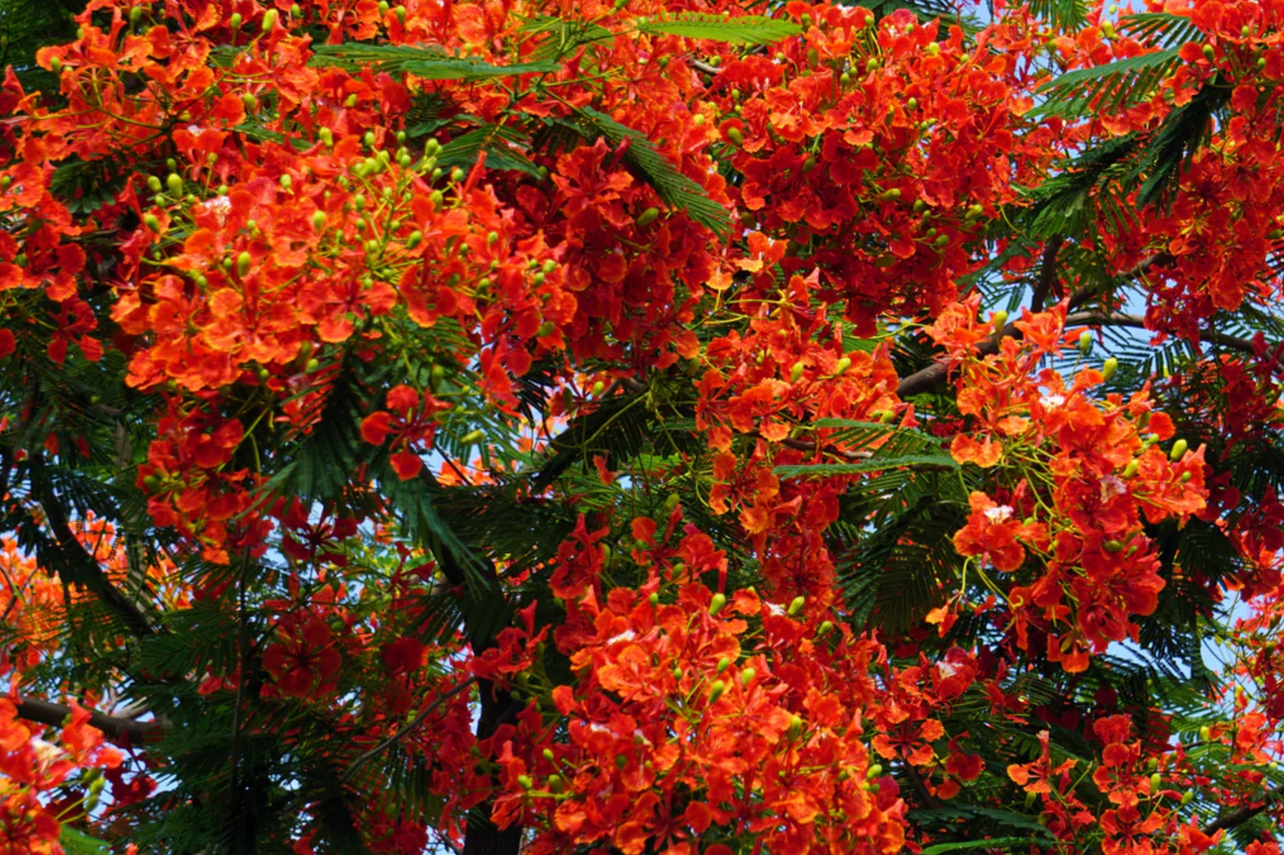 Giant Flame Tree Live Plant 5 ft | Royal Poinciana Delonix Regia | Tropical Red Flower Shade Tree | Ornamental Garden Tree