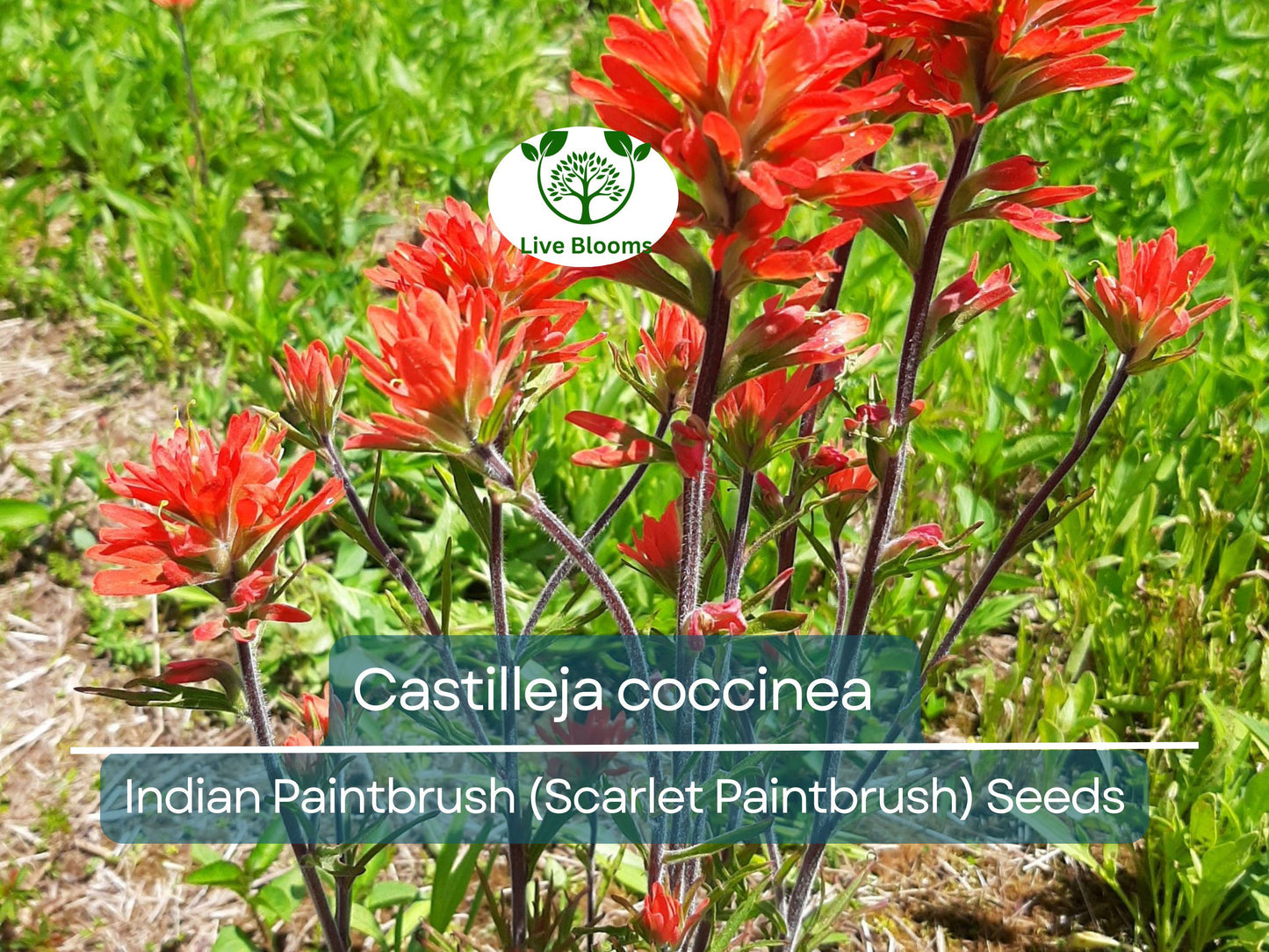 300 Seeds Castilleja coccinea Indian Paintbrush – Vibrant Red Native Wildflower for Pollinator Gardens