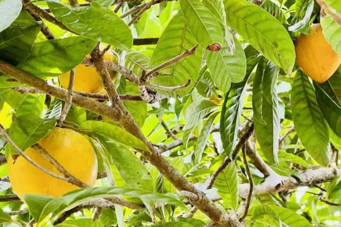 Canistel Tree Starter Plant 1-2 ft Tropical Fruit Tree Pouteria campechiana Edible Garden Plant