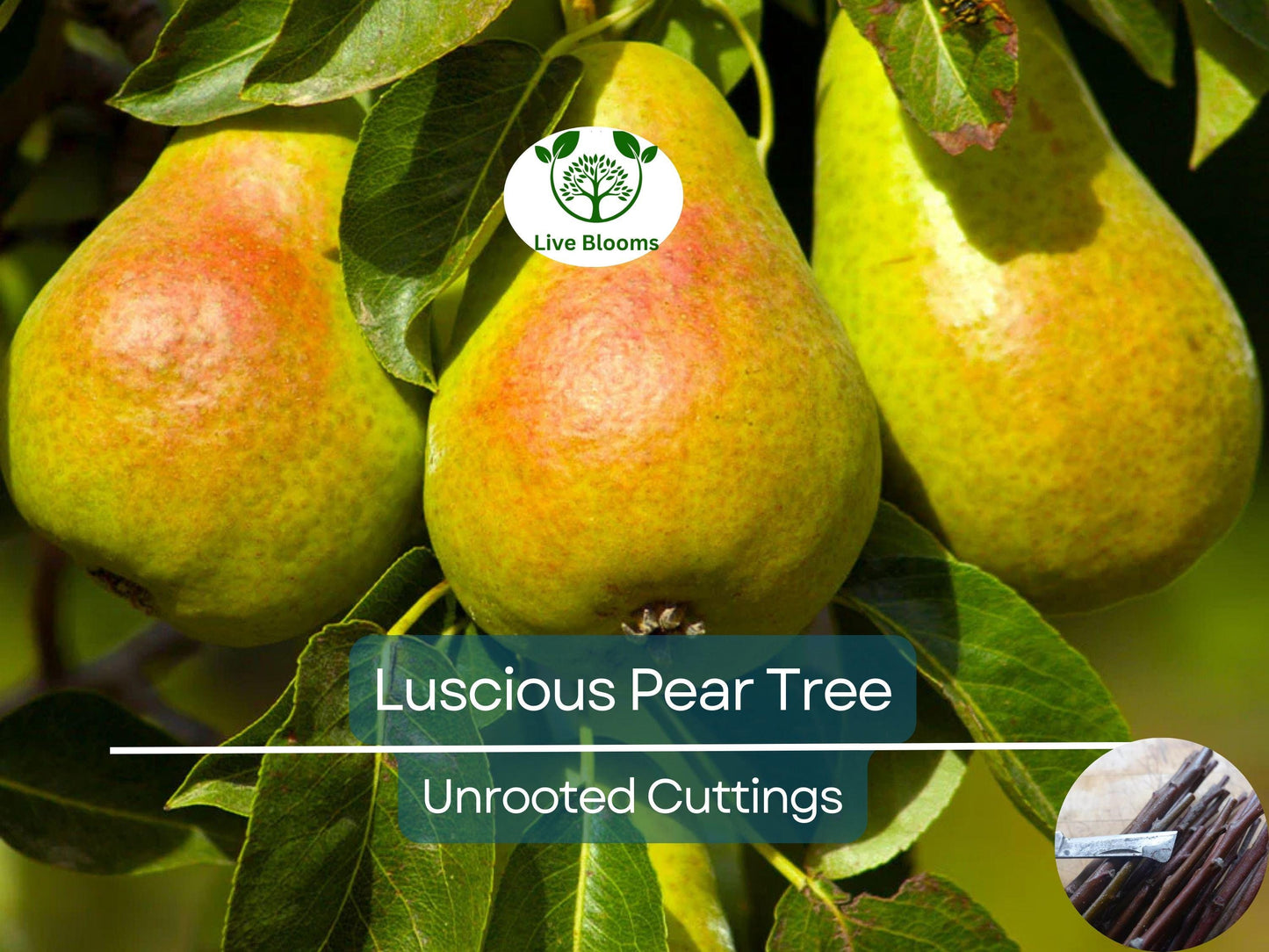 3 Luscious Pear Tree Scions - Unrooted Cuttings for Grafting & Rooting - Pyrus communis