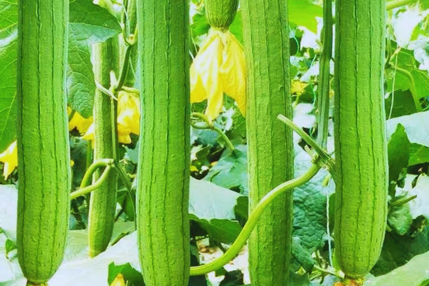 Luffa Gourd Seeds | 25+ Non-GMO Heirloom Seeds for Natural Sponges