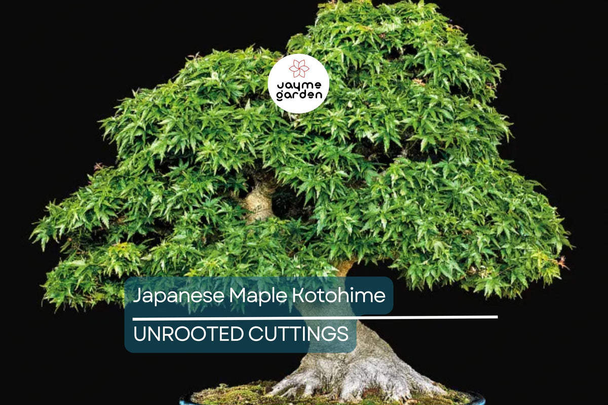 Bonsai Cutting: Japanese Maple Kotohime, Acer, Outdoor Hardy in Zone 8a, Ideal for Miniature Tree Styling, Unique Bipartite Foliage