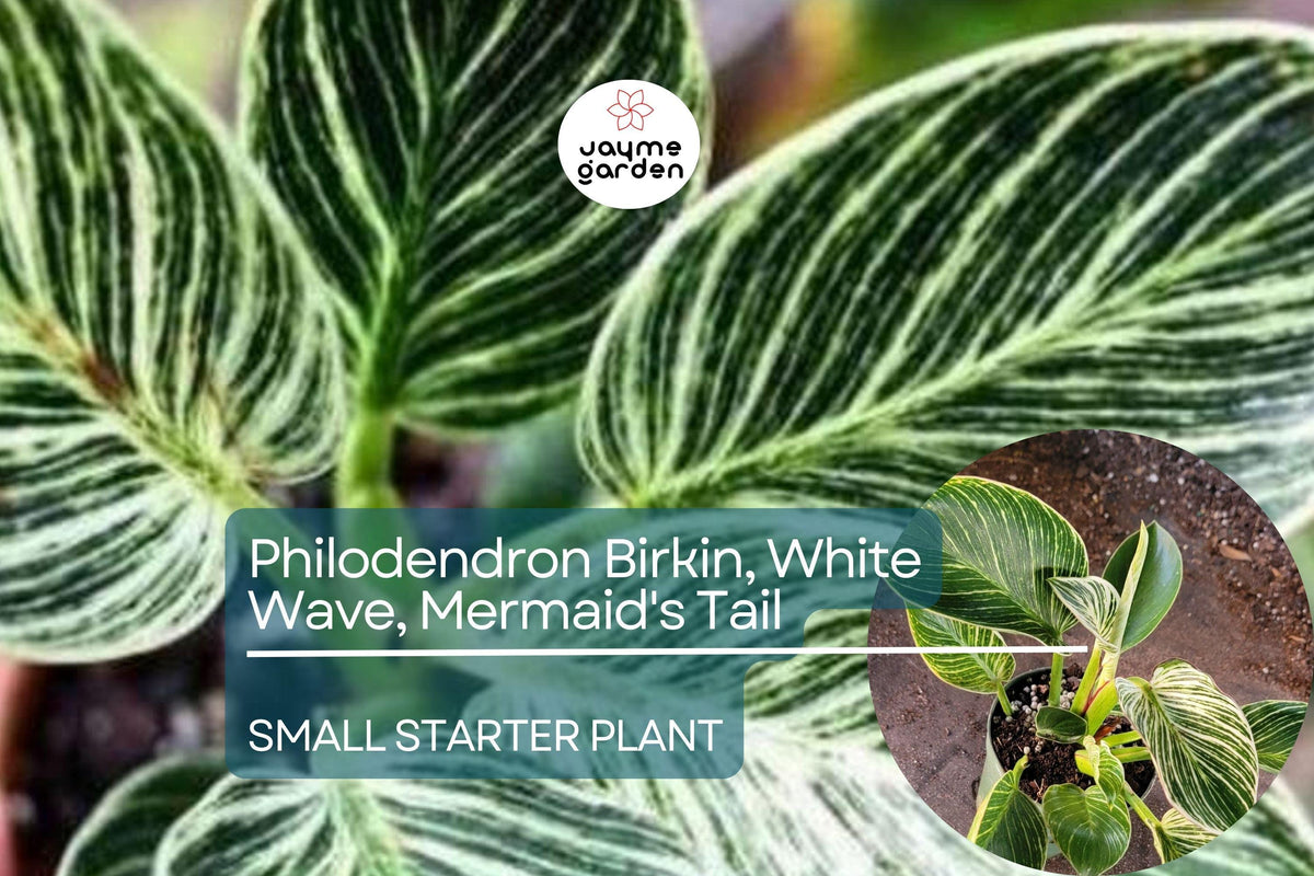 Philodendron Birkin Starter Plant - Variegated White Wave Foliage - Tropical Houseplant (Philodendron sp.) for Indoor Decor