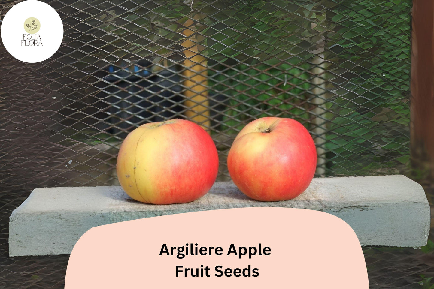 25+ Argilière Apple Seeds | Rare French Heirloom Malus domestica for Orchard & Cooking