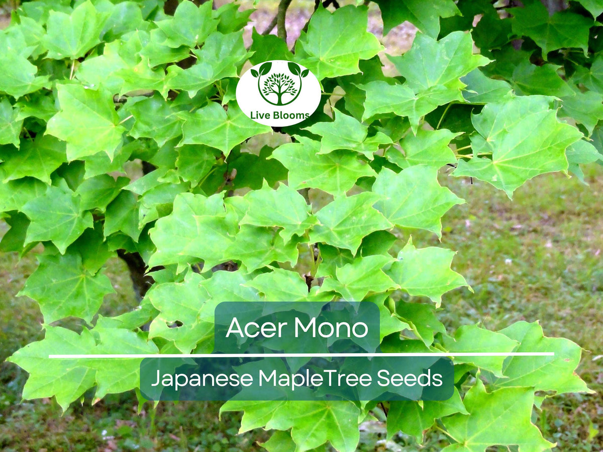 10 Seeds Acer Mono Japanese Maple - Rare Hardy Tree for Bonsai & Gardens - Unique Colorful Foliage - Acer mono