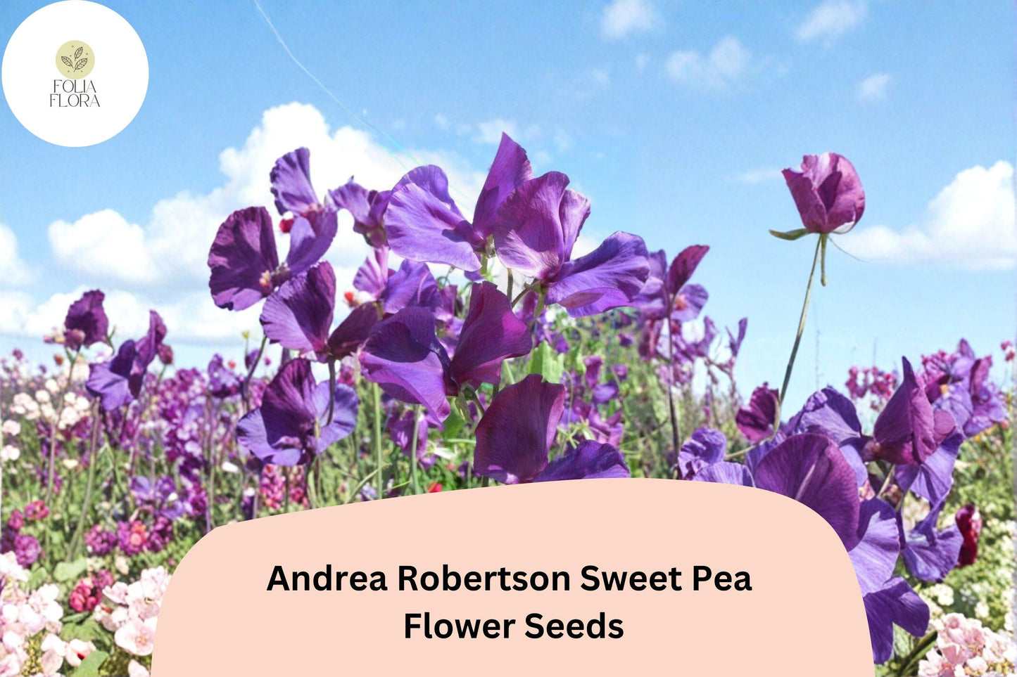 50+ Andrea Robertson Sweet Pea Seeds | Deep Purple Tall Climbing Annual Vine