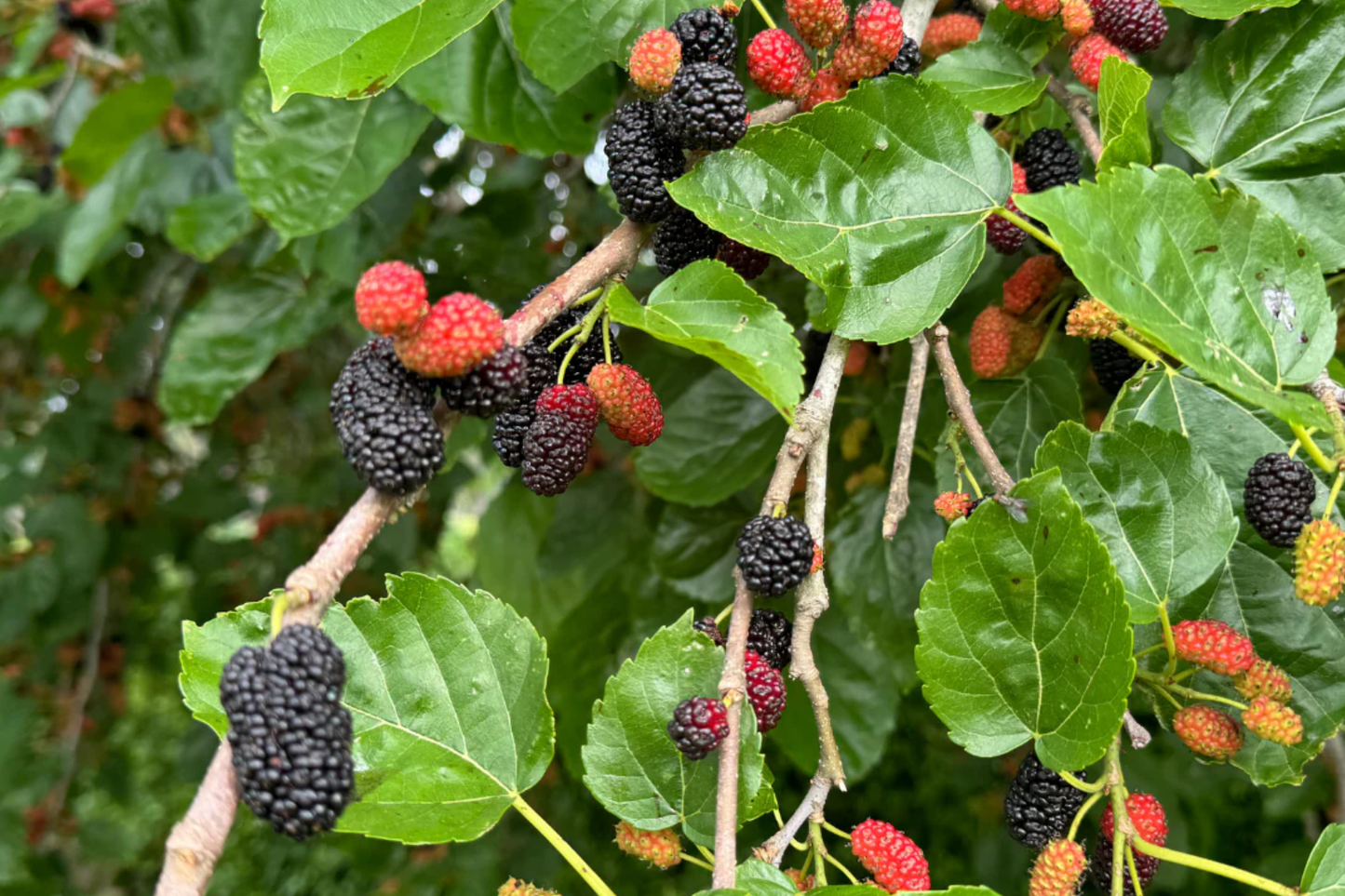 Live Mulberry Tree Starter Plant – Morus, Tropical Fruit Tree, Sweet Berries, Easy to Grow, Nutritious, Garden & Patio Container