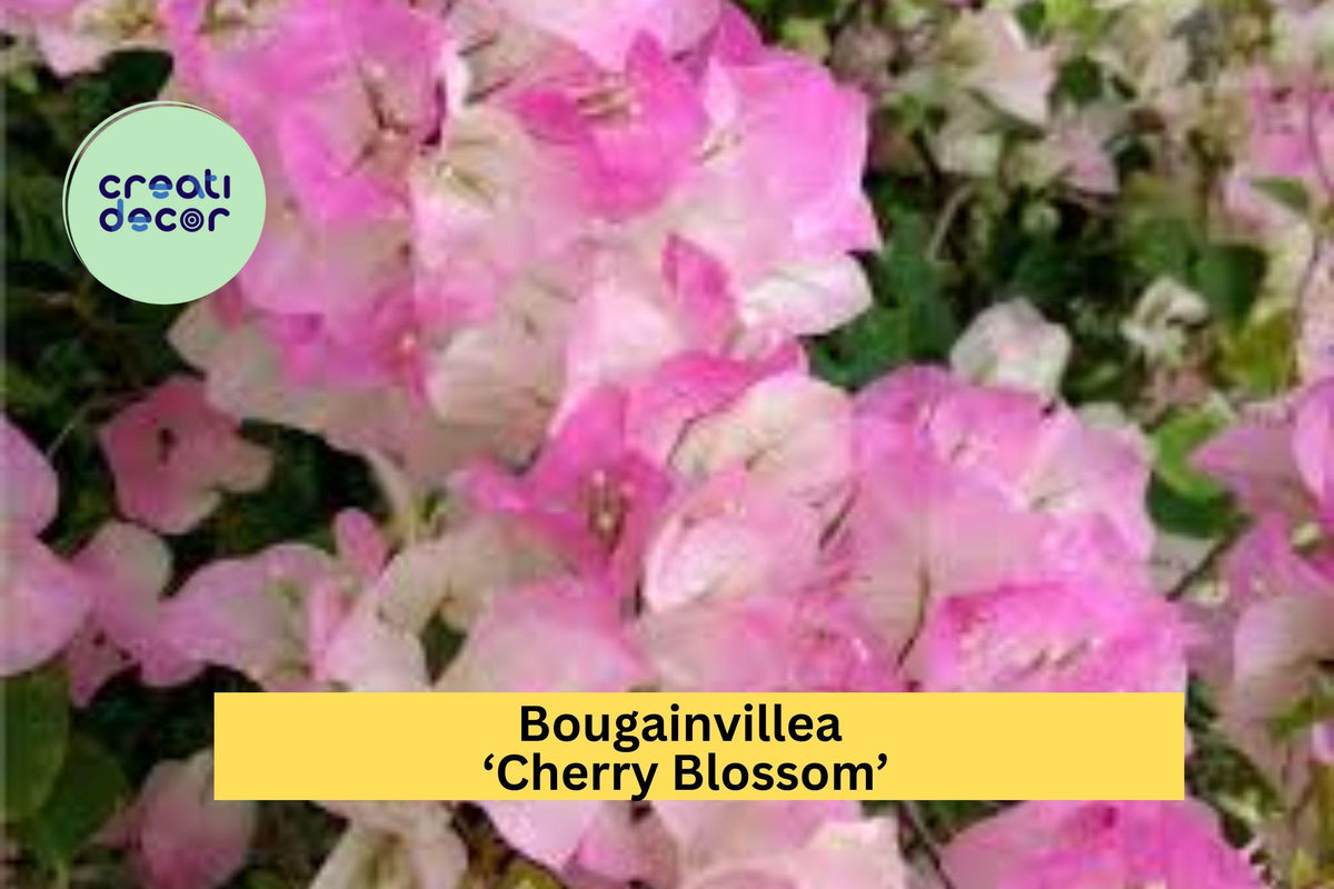 Bougainvillea ‘Cherry Blossom’ Live Rooted Starter Plant - Pink Flowering Tropical Vine for Garden & Patio