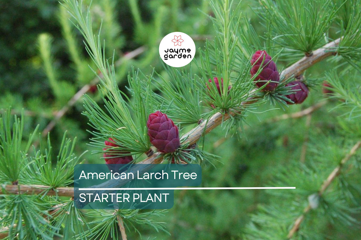 American Larch Tree Live Bare Root, 10–12" Tamarack, Fast Growing Deciduous Evergreen, Larix laricina, Zone 3–9