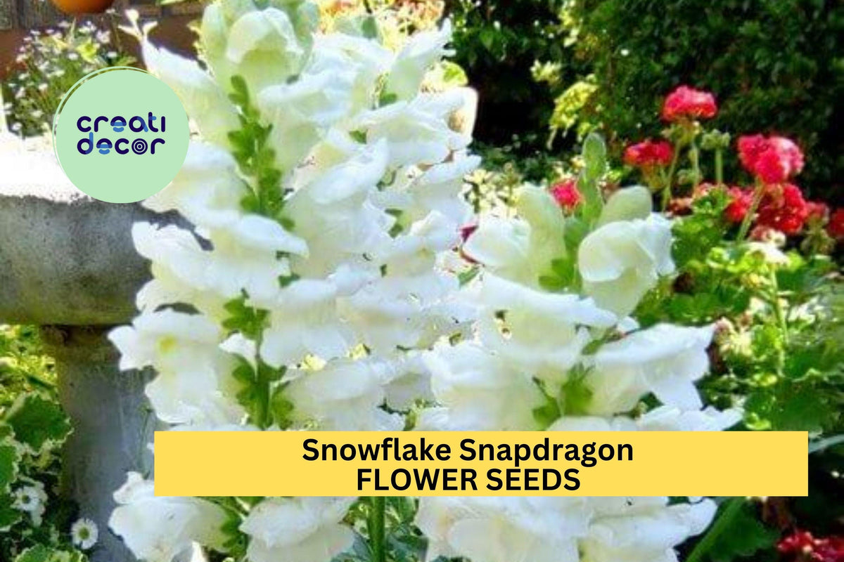 1000+ Snowflake Snapdragon Seeds – White Blooms for Borders, Bouquets & Pollinator Gardens