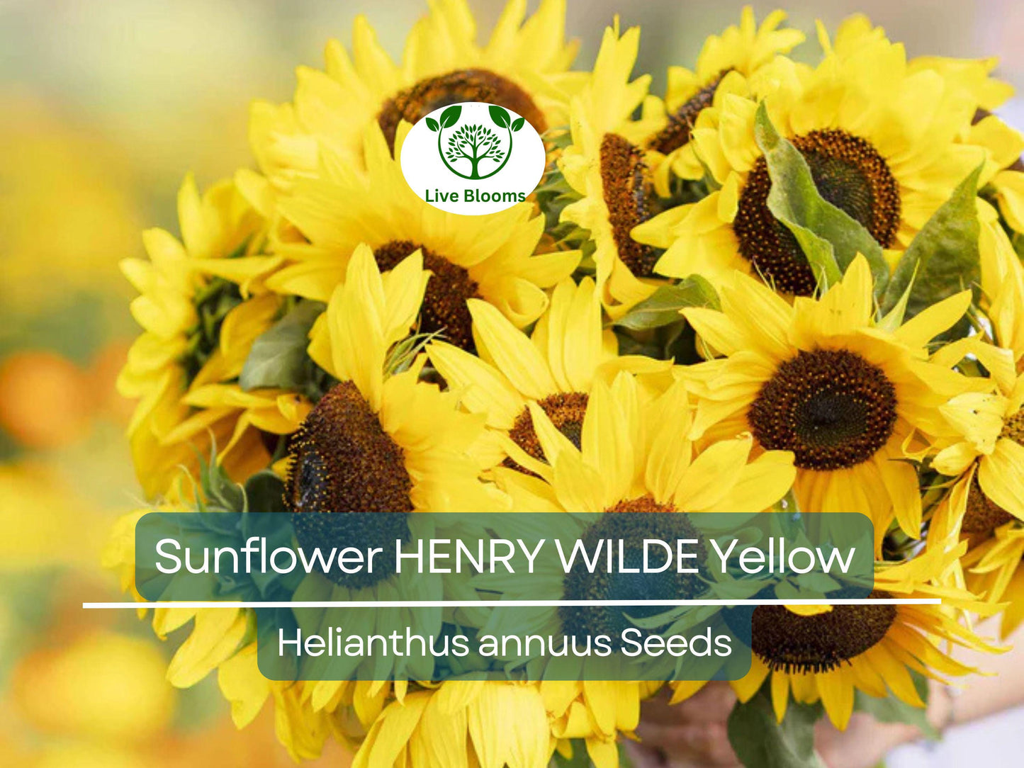 100 Seeds Sunflower HENRY WILDE Yellow - Non-GMO, Multiple Blooms, Attracts Birds & Pollinators
