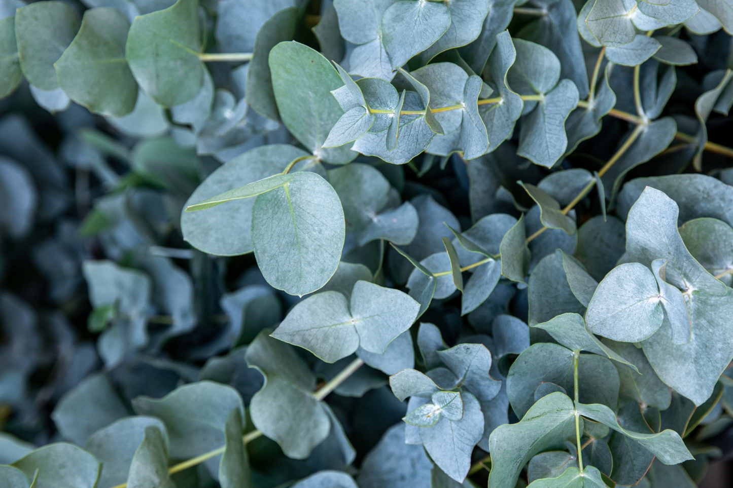 Eucalyptus Baby Blue Starter Plant | Live Rooted Plug | Compact Silver Dollar Eucalyptus | Aromatic Foliage & Creamy Blooms