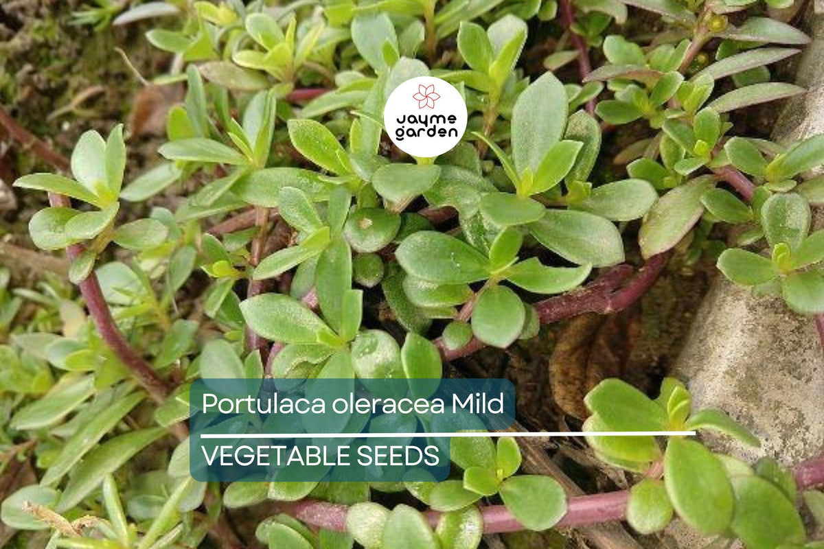 2000 Red Purslane Seeds - Edible Succulent - Portulaca oleracea - Nutritious Herb for Salads & Stir-Fries - Drought Tolerant