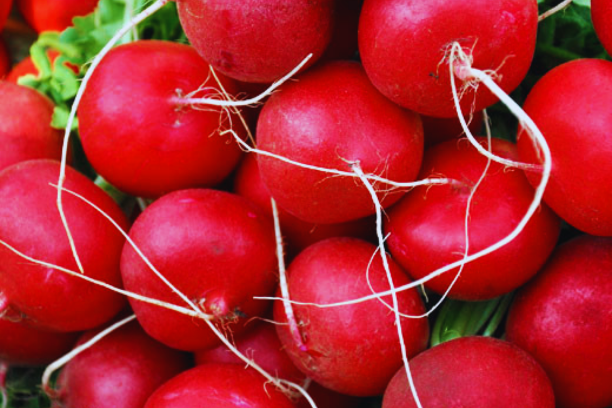 Radish Seeds, Non-GMO Vegetable Garden Seeds, Fast-Growing Crisp Varieties, Raphanus sativus, Pack of 100 Seeds