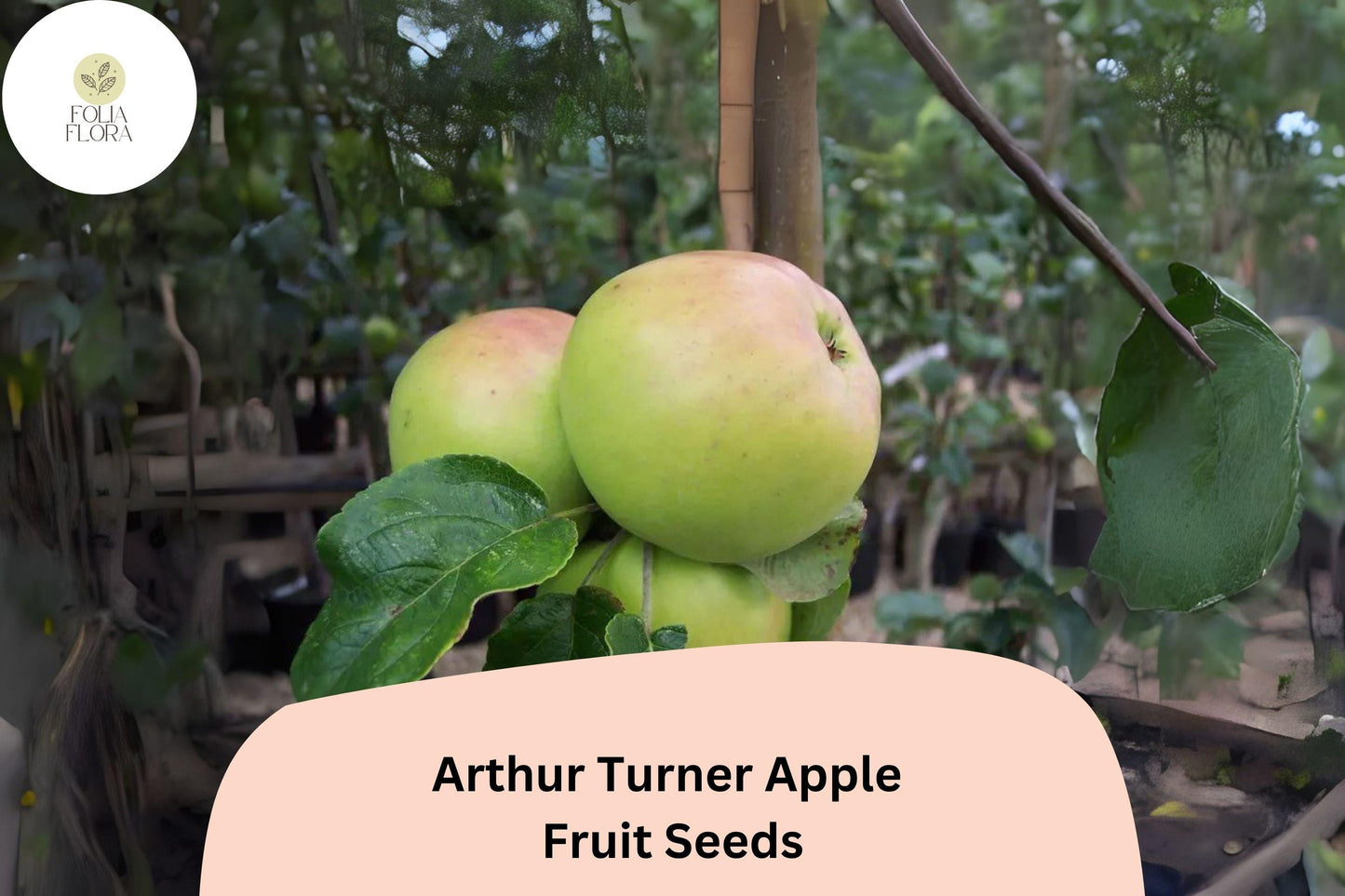 25+ Arthur Turner Apple Seeds | Rare English Heirloom Cooking Apple | Malus domestica