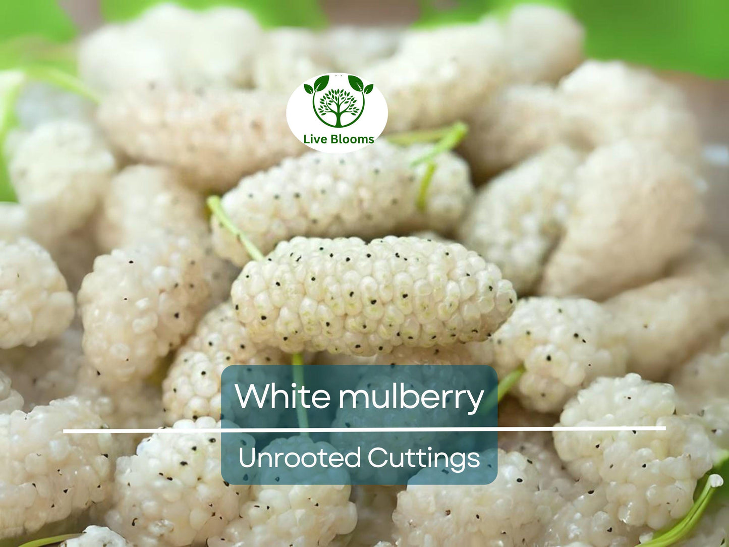 10pcs White Mulberry (Morus alba) Unrooted Cuttings 6-8" for Easy Propagation and Edible Fruit