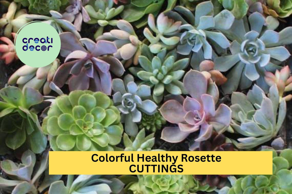 10 Rosette Succulent Cuttings Mix – Colorful Echeveria, Graptopetalum & Sedeveria – Free Bonus & Shipping USA