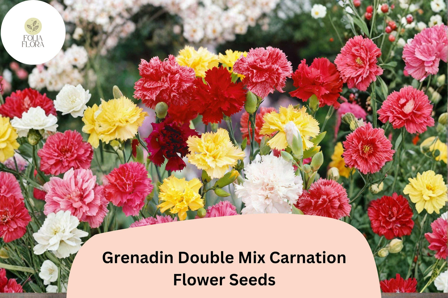 200+ Grenadin Double Mix Carnation Seeds - Fragrant, Colorful Perennial Dianthus for Full Sun Gardens