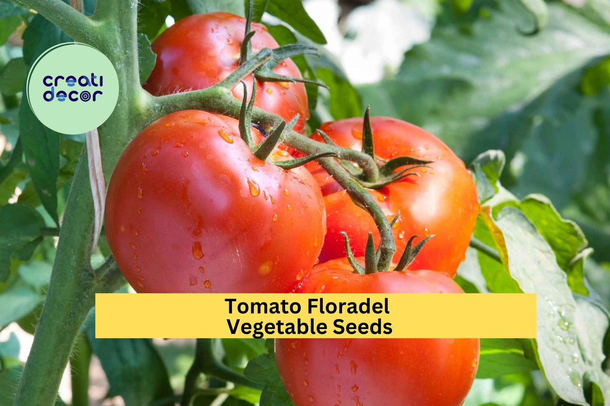 Floradel Tomato Seeds - 3pcs 100mg, Crack-Resistant, Juicy Red Heirloom, Solanum lycopersicum for Home Gardening & Slicing