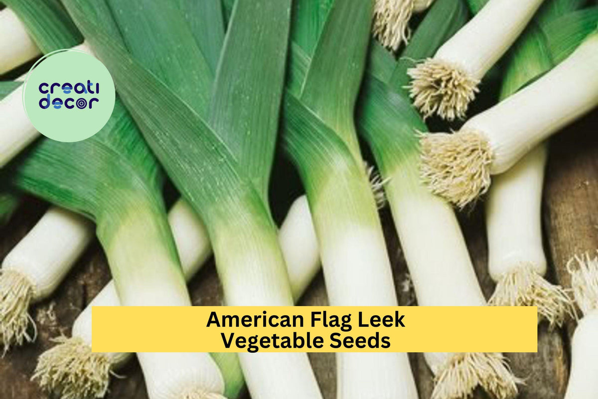 American Flag Leek Seeds - 3pcs 300mg - Allium ampeloprasum - Mild Onion Flavor for Soups & Easy Home Gardening