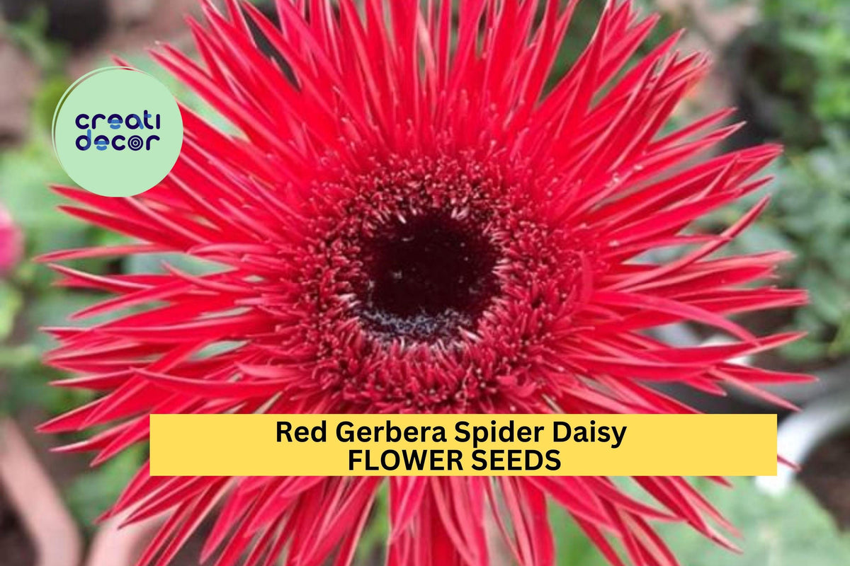 Red Gerbera Spider Daisy Seeds - 50+ Bold Red Spiky Petal Blooms - Gerbera jamesonii - Ideal for Garden Beds & Pots