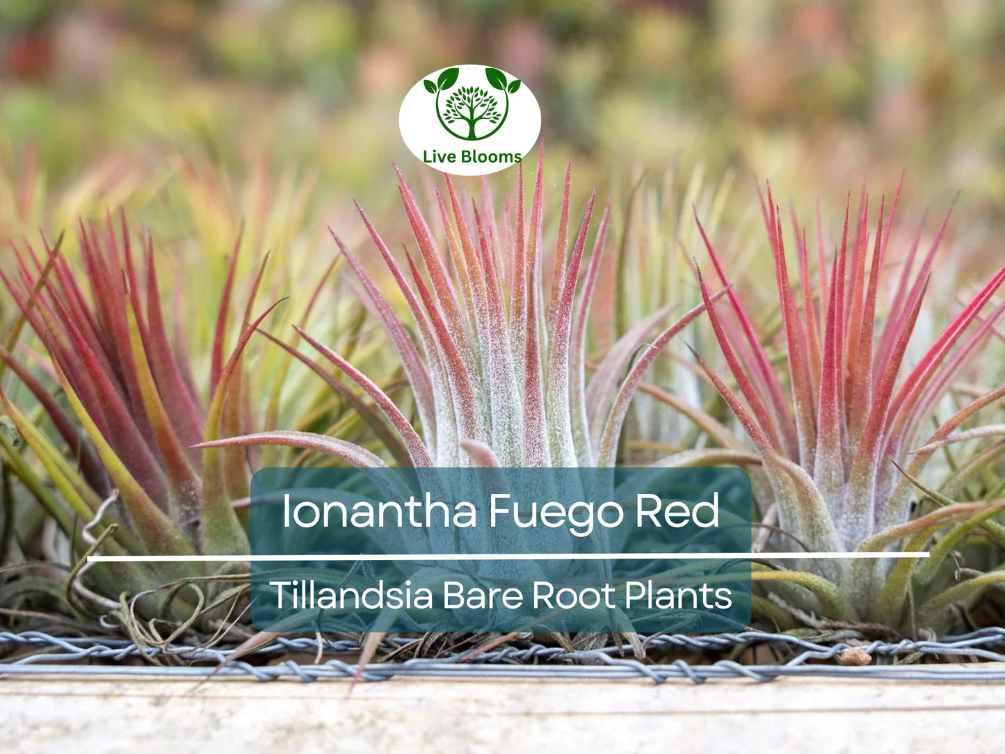 5 Ionantha Fuego Red Air Plants – Vibrant Tillandsia Ionantha ‘Fuego’ – Low Maintenance Indoor Air Plants