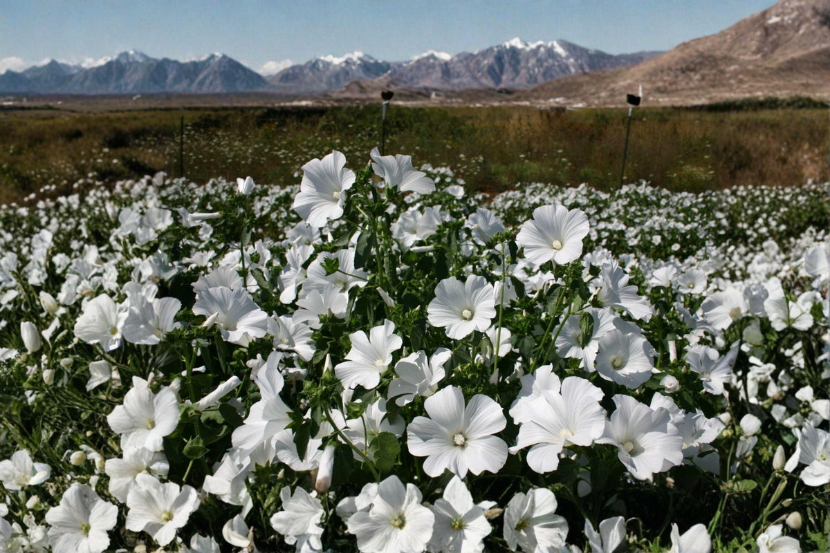 Dwarf White Rose Mallow Seeds - 40 Compact Hardy Hibiscus (Hibiscus moscheutos) - Pollinator-Friendly Perennial, Large White Blooms
