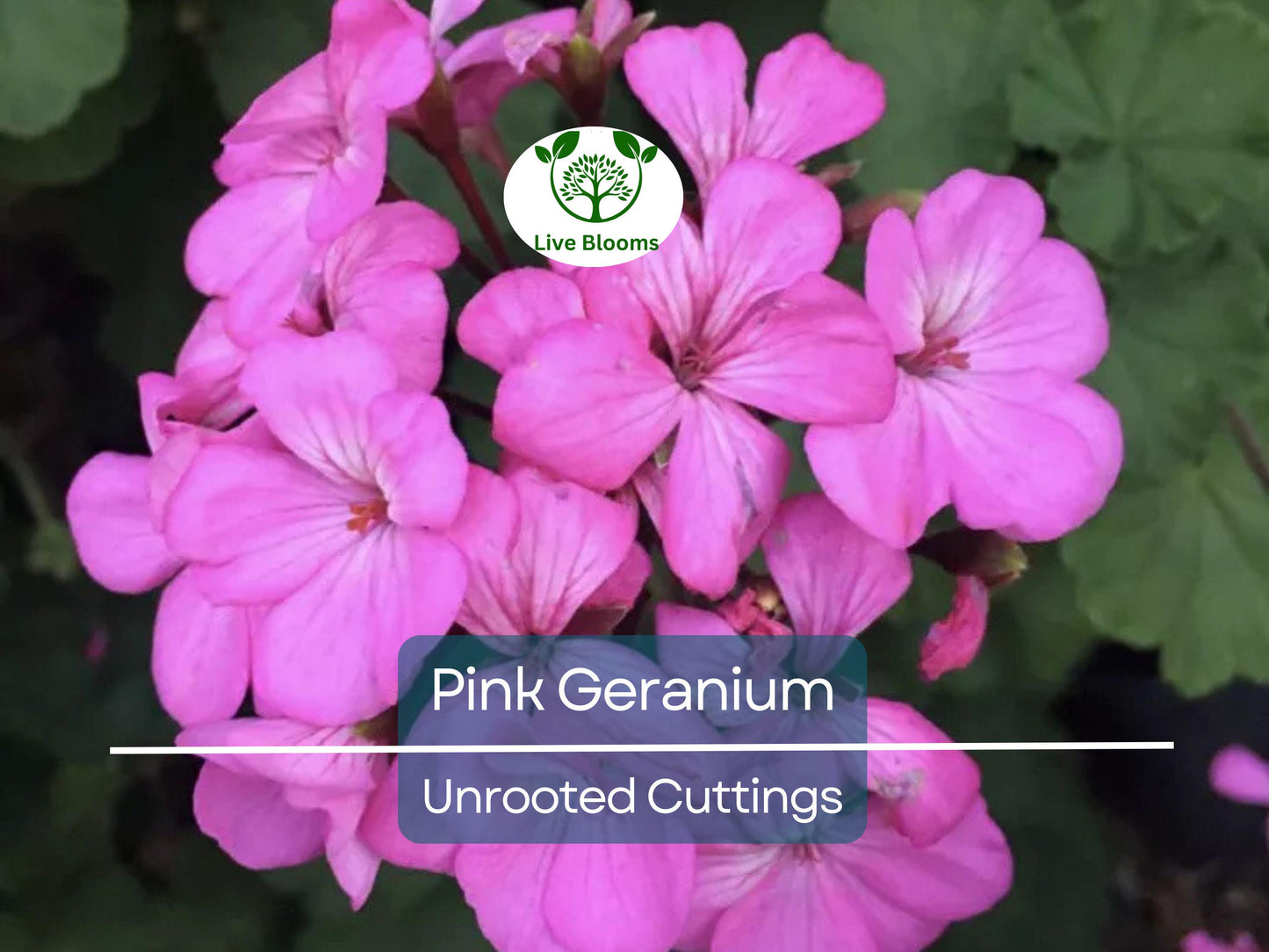 12 Hardy Fragrant Pink Flower Geranium Unrooted Cuttings for Propagation and Pollinator Gardens