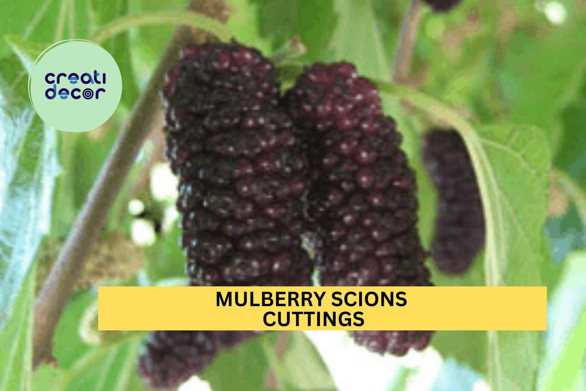 5 Mulberry Scions Cuttings – Choose Variety – Unrooted Hardwood for Grafting or Propagation – Sweet Fruit Trees USA