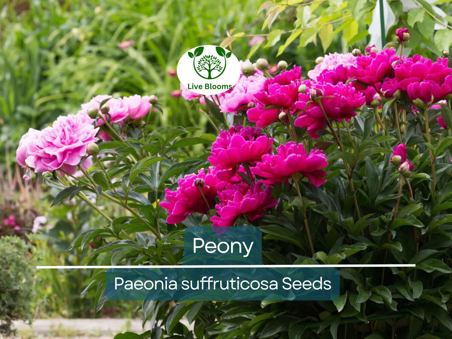 10 Peony Seeds Mix (Paeonia suffruticosa) - Hardy Tree Peony Seeds for Colorful Perennial Garden Blossoms