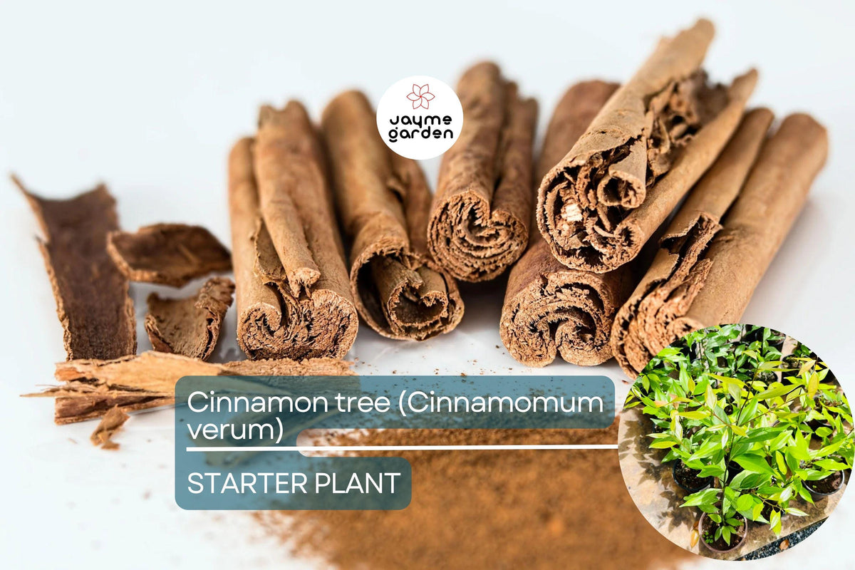 Live Cinnamon Tree Plant 12”-24” | Cinnamomum verum | Aromatic Culinary Spice | Tropical Starter Plant for Gardens or Pots