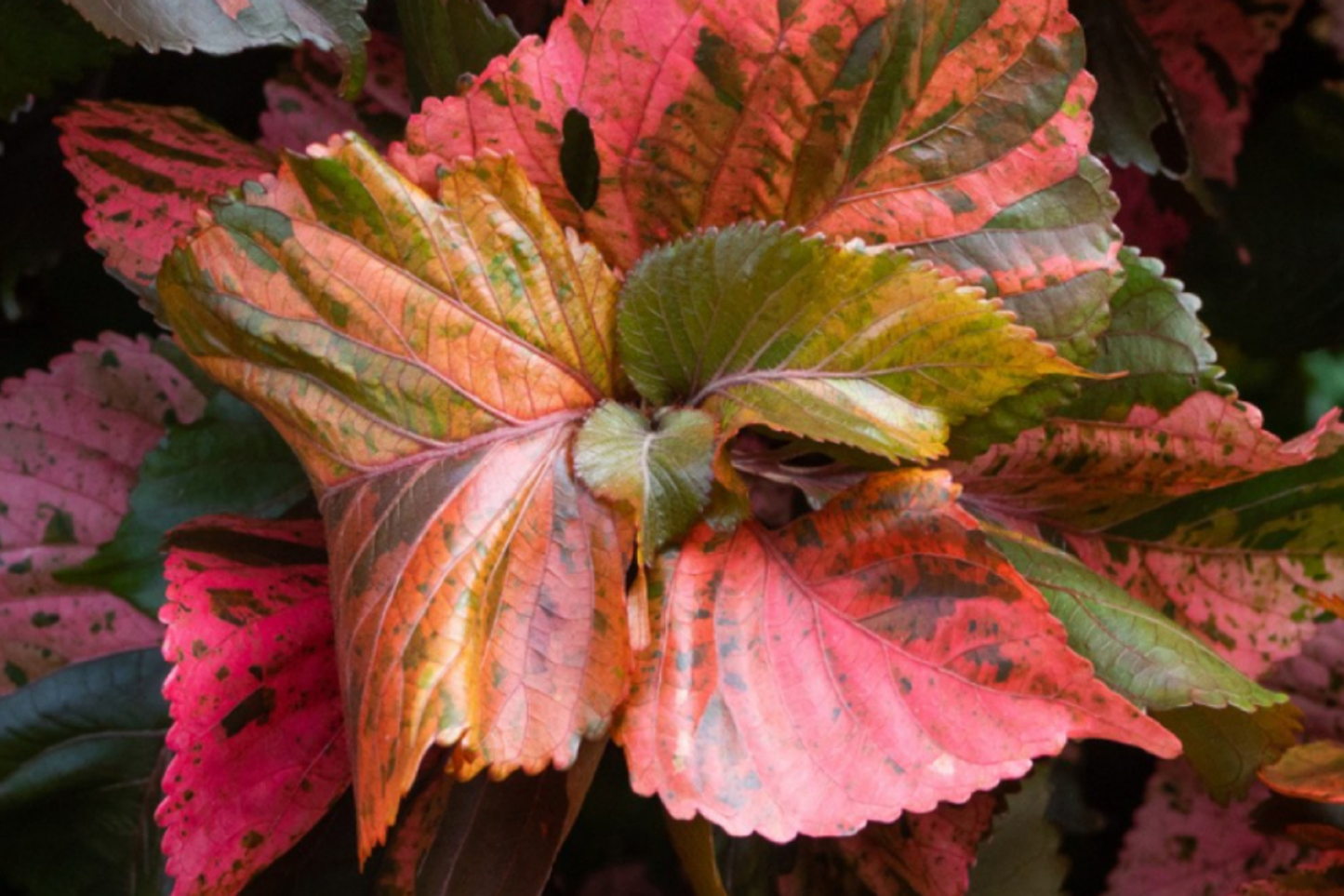 Copper Leaf Plant (Acalypha wilkesiana) Starter Plant 12-24" Vibrant Foliage Ornamental Shrub Easy Care