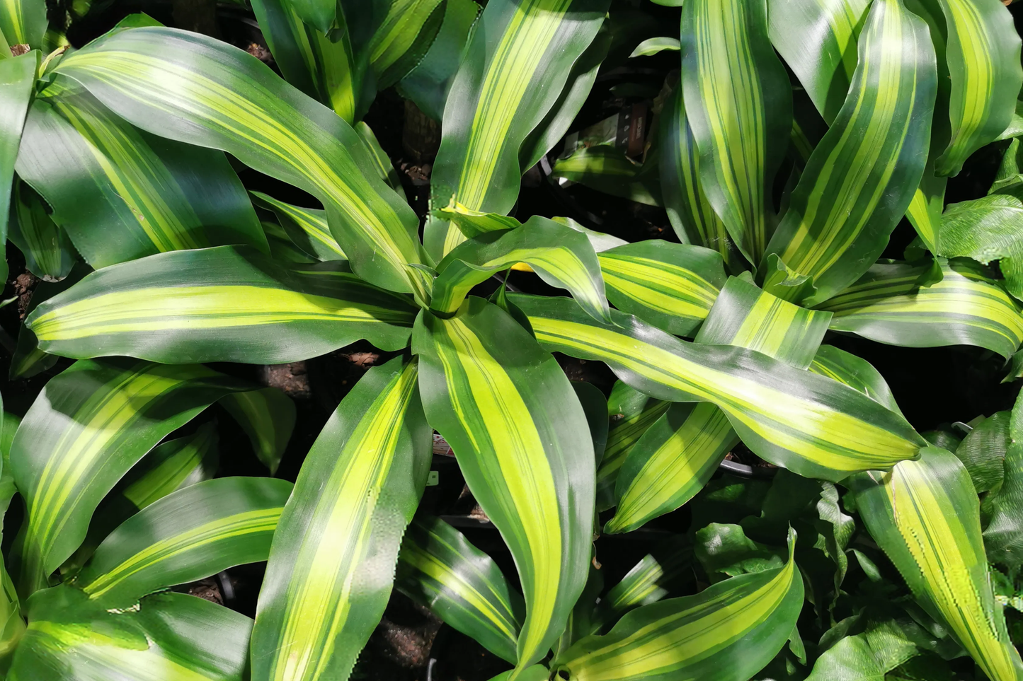 Corn Plant Cutting 6" | Dracaena fragrans Indoor Houseplant, Air-Purifying, Easy Care, Low Light