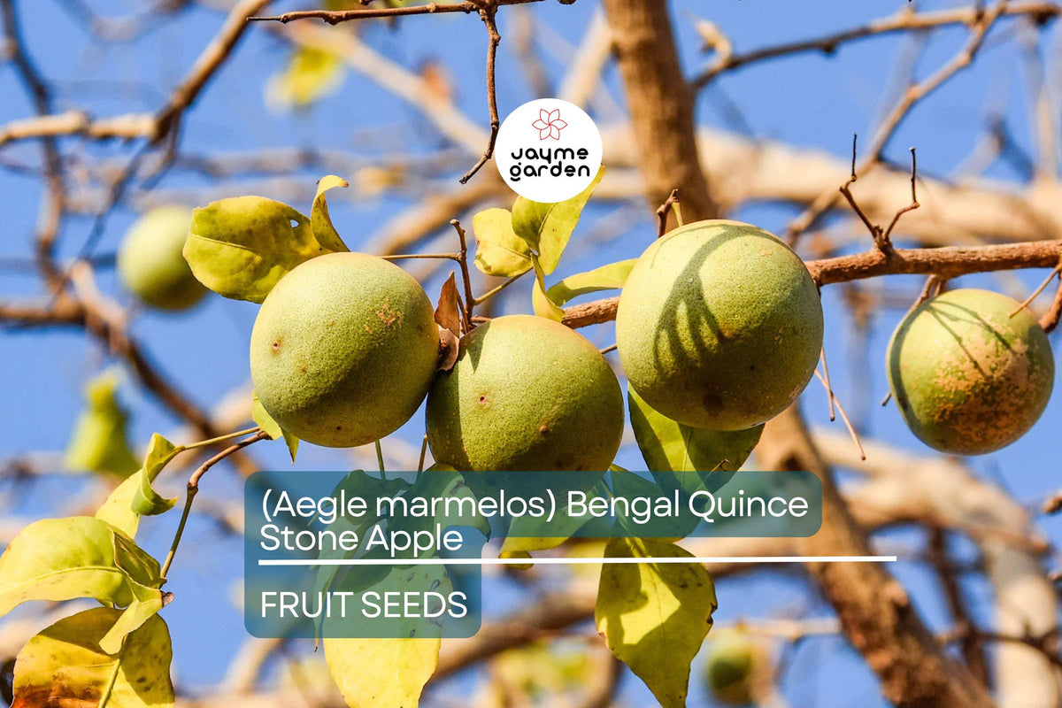 Bael Fruit Tree Seeds - 10 Rare Aegle marmelos Bengal Quince Seeds - Sacred Stone Apple, Edible Fruit, Drought Tolerant