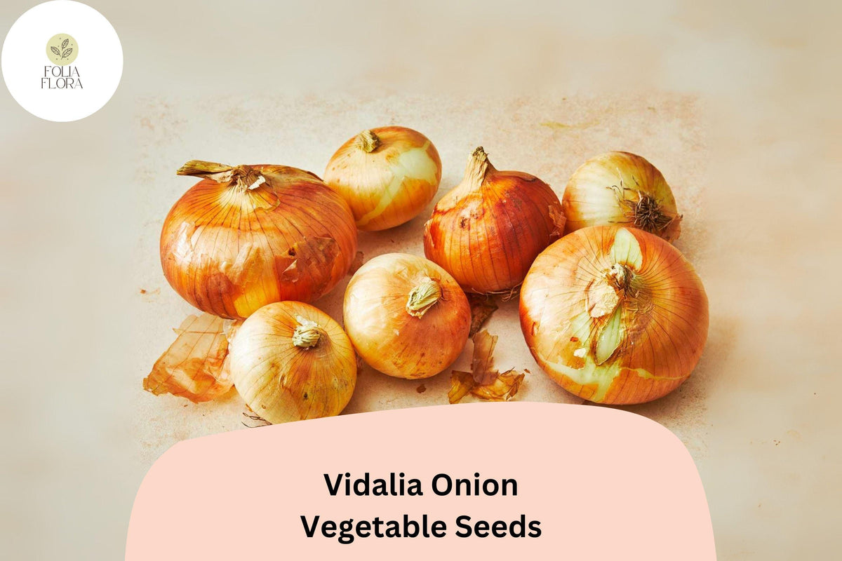 Vidalia Onion Seeds 500+ Count | Sweet Onion Variety | Allium cepa | Large Mild Bulbs for Fresh Eating & Cooking