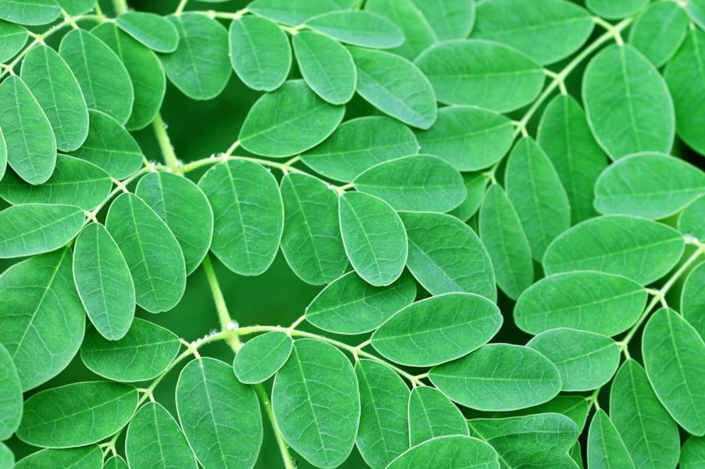 Moringa Rooted Live Plant 8+ Inches | Tree of Life, Edible Pods, Moringa oleifera for Food Forests & Permaculture