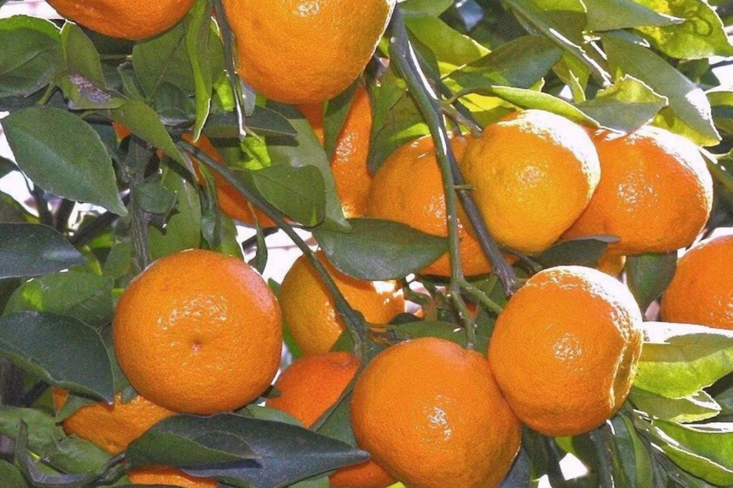 Satsuma Fruit Tree Seedling | 4-10 Inch Bare Root Citrus unshiu | Sweet Juicy Orange Tree for Planting