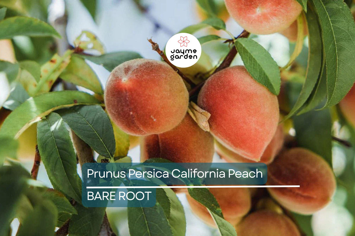 Live Peach Cuttings 6” - 7 Prunus Persica, Organic California Peach Tree, Edible Fruit, Fast-Growing, USDA Zones 5-9