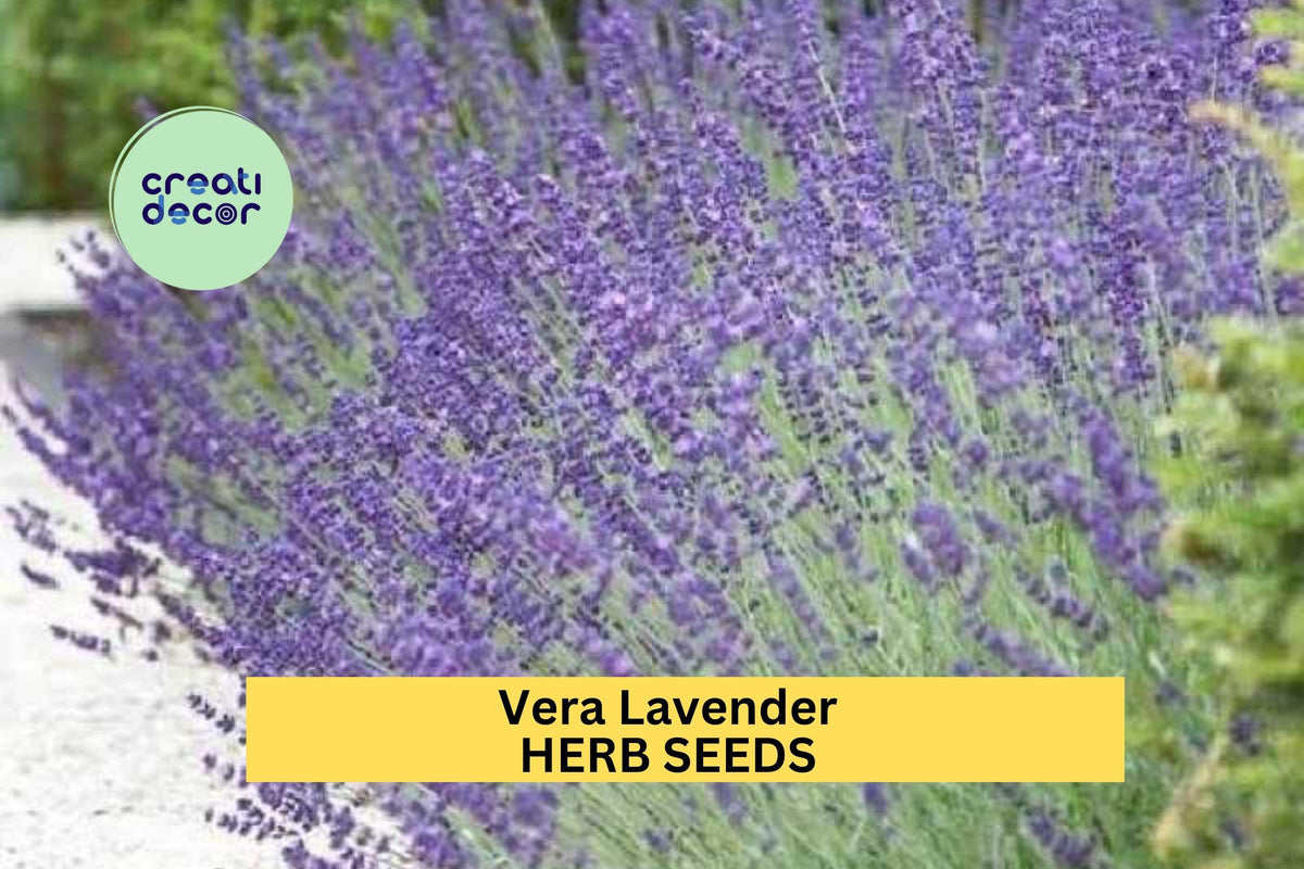 Vera Lavender Seeds 100mg - Fragrant Herb for Pollinator Gardens, Lavandula angustifolia, 3 Packets of Soft Purple Blooms