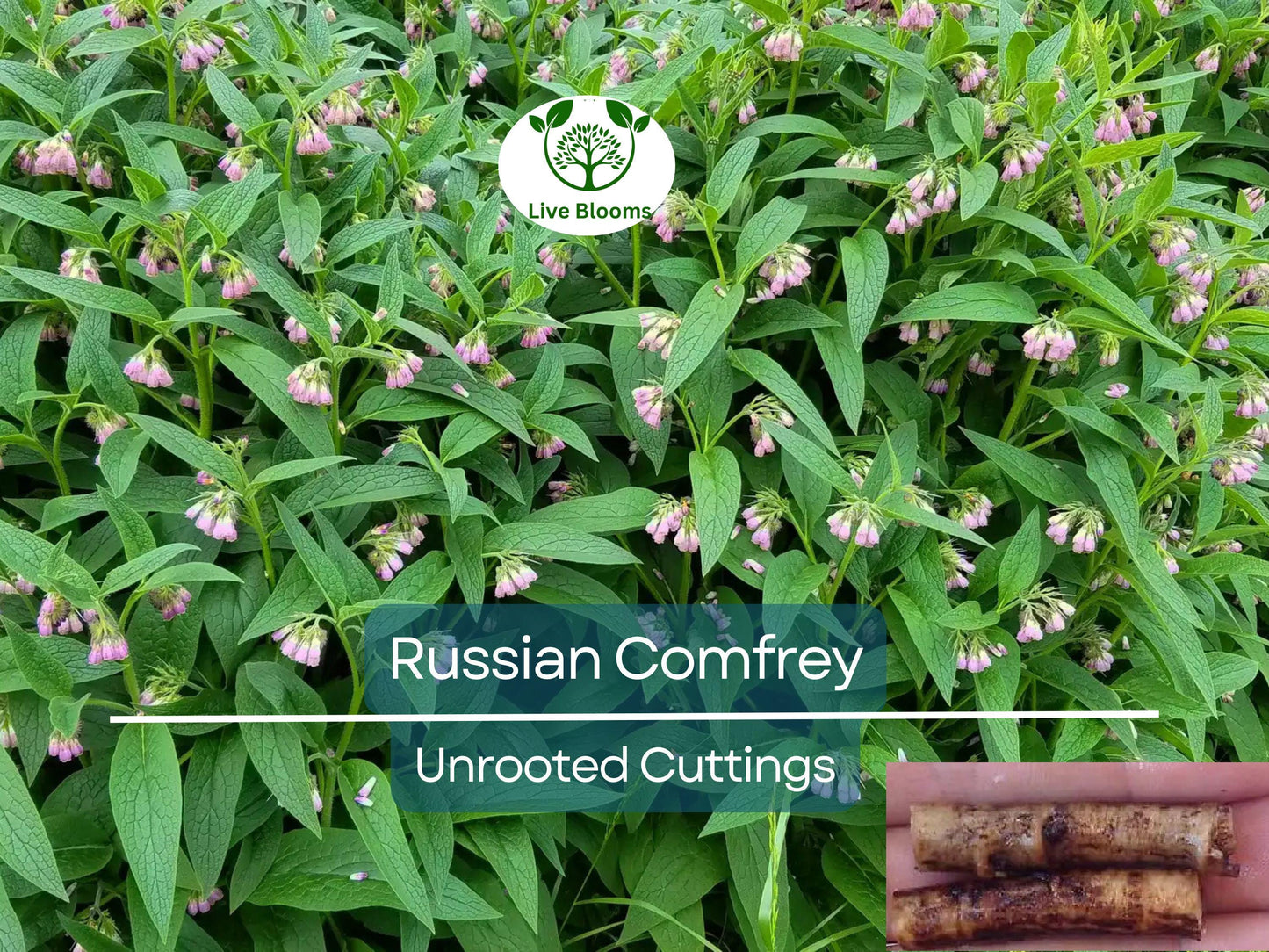5 Russian Comfrey Unrooted Cuttings Bocking 14 Cultivar Symphytum x uplandicum Organic Herb Fertilizer
