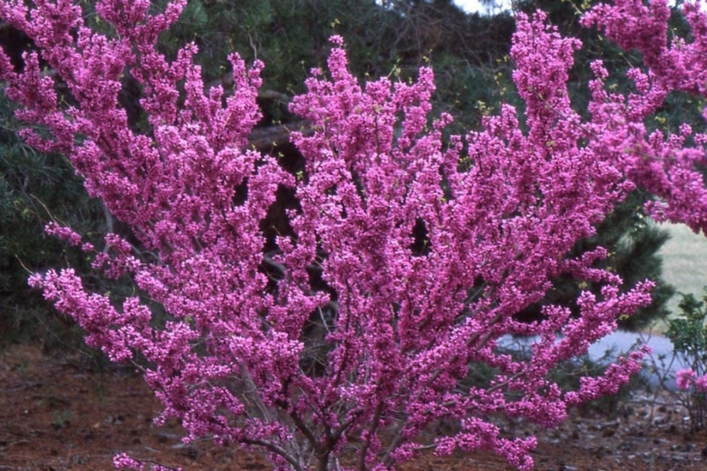 10 Seeds Cercis Chinensis Chinese Redbud Tree with Pink Blooms, Ornamental Deciduous Tree for Landscaping & Gardens