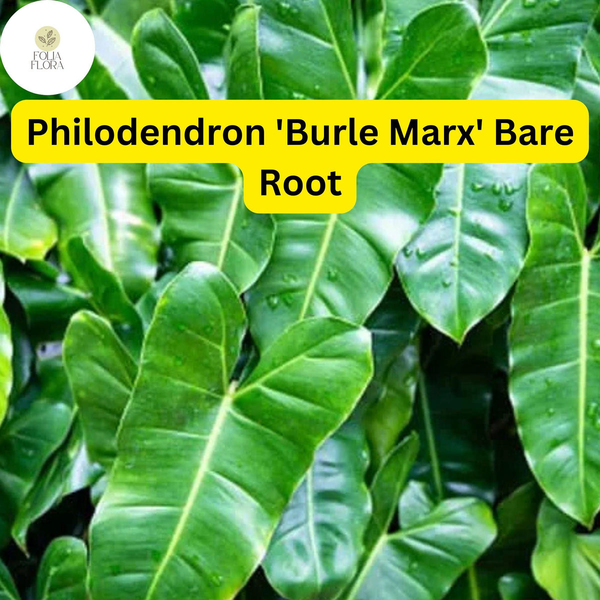 Philodendron 'Burle Marx' Live Bare Root Plant - Tropical Indoor Houseplant, Easy Care, Glossy Green Leaves, Air Purifying