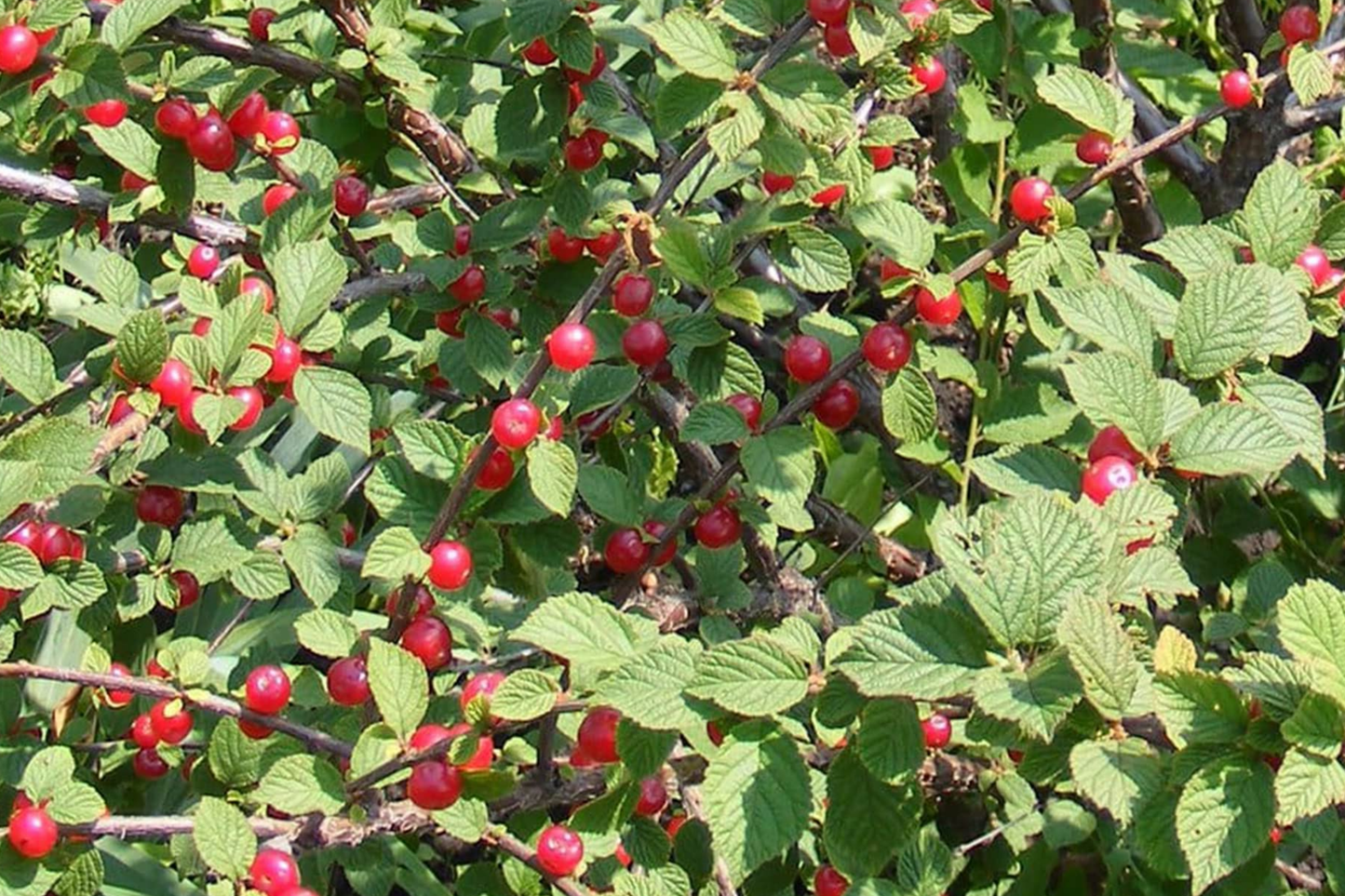 Prunus tomentosa Seeds 10pcs | Nanking Cherry Fruit Shrub with Ornamental Blooms & Edible Berries | Cold-Hardy, Non-GMO