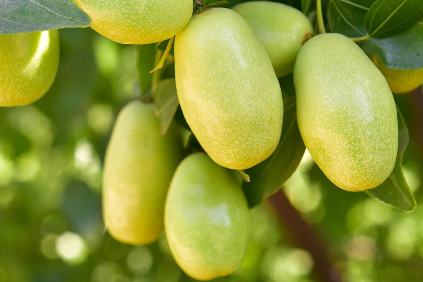 Jojoba Seeds 5pcs | Simmondsia chinensis | Drought-Tolerant Oil-Rich Shrub | Ornamental Desert Plant Non-GMO